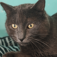 GRISOUILLE, chat à adopter