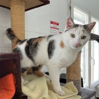 azzaro, chat à adopter