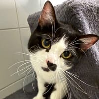 YOUMI, chatte à adopter