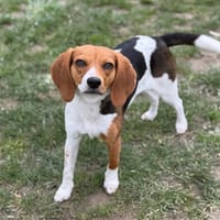 Zoé CAA14940, chienne à adopter