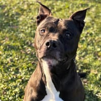 M’Black, chien à adopter