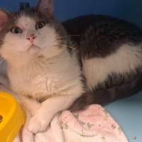 DROGON, chat à adopter