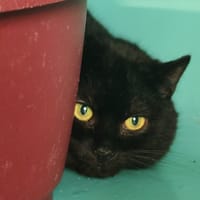 MACAO, chat à adopter
