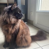 R'MIONE, chatte à adopter