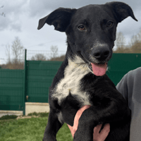 TANGO, chien à adopter