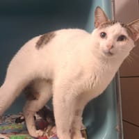 DEWEY, chat à adopter