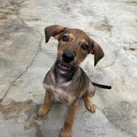 PLOUF dit NINJA, chien à adopter