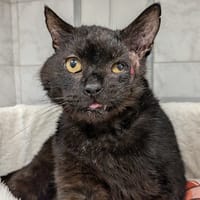 MIRACLE, chat à adopter