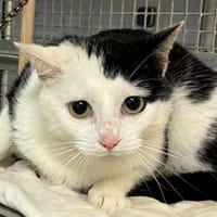 ARIA, chatte à adopter