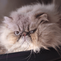 TERRY dit OREO, chat à adopter