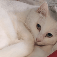 PLUME, chatte à adopter