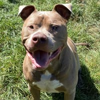 Szeus, chien à adopter