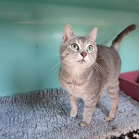 RINA, chatte à adopter