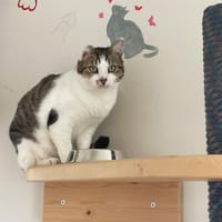 LASCO, chat à adopter