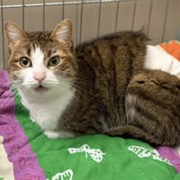 Widow CAB5297, chatte à adopter