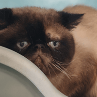 PABLO, chat à adopter