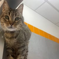 MIKO, chat à adopter