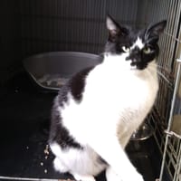 MANNY, chat à adopter