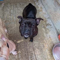 NALA, chienne à adopter