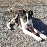 EMERAUDE, chienne à adopter