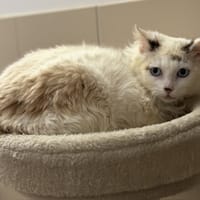 Gojo CAB5283, chat à adopter