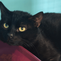 DARK VADOR, chat à adopter