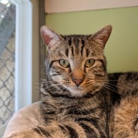 GUS A17319, chat à adopter