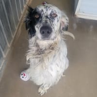 AKAMAROU, chien à adopter