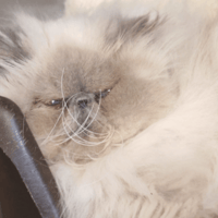 SUNA, chatte à adopter