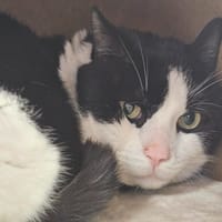 BALDUR, chat à adopter