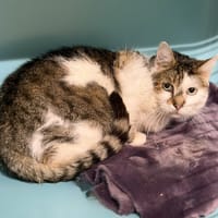 Blue CAB5298, chat à adopter