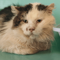 CLODIO, chat à adopter