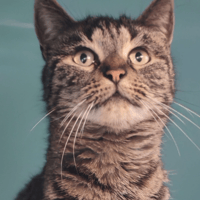 PRAGUE, chatte à adopter