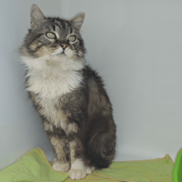 GAYTE, chat à adopter