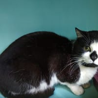 BERLIOZ, chat à adopter