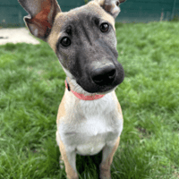 AKINA, chienne à adopter