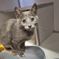 LYRIC, chatte à adopter