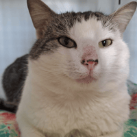 PABLO, chat à adopter