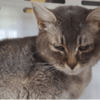 FIORELLA, chatte à adopter