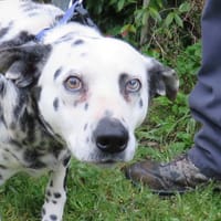 PRYA, chienne à adopter