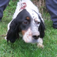 BELLE, chienne à adopter