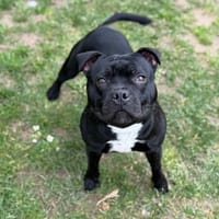 Nox CAA14949, chien à adopter