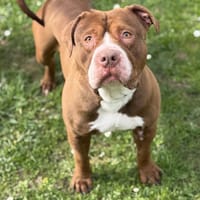 Videl CAA14946, chienne à adopter