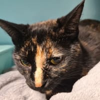 HERA, chatte à adopter