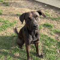 OSHI, chien à adopter