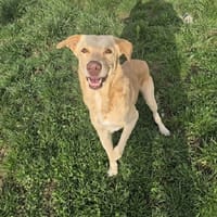 EDEN, chien à adopter