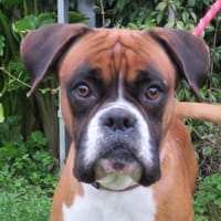 RAYBAN, chien à adopter