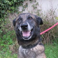 LOU, chien à adopter