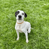 CARAMELO, chien à adopter