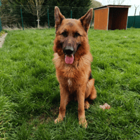 PRINCE, chien à adopter